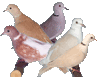parrot picture